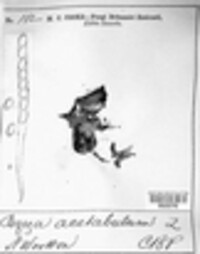 Helvella acetabulum image